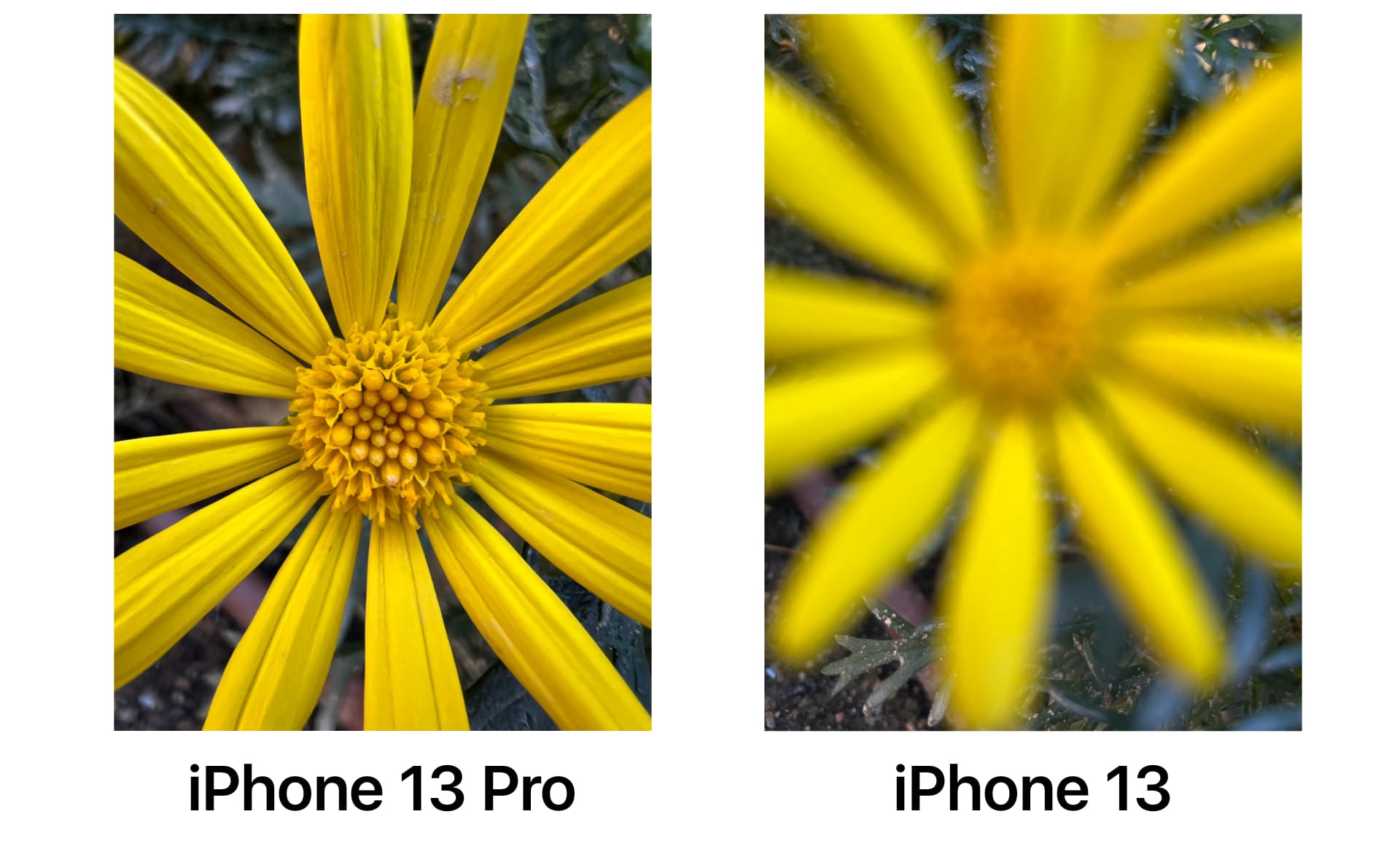 Diferencias cámara iPhone 13 y iPhone 13 Pro